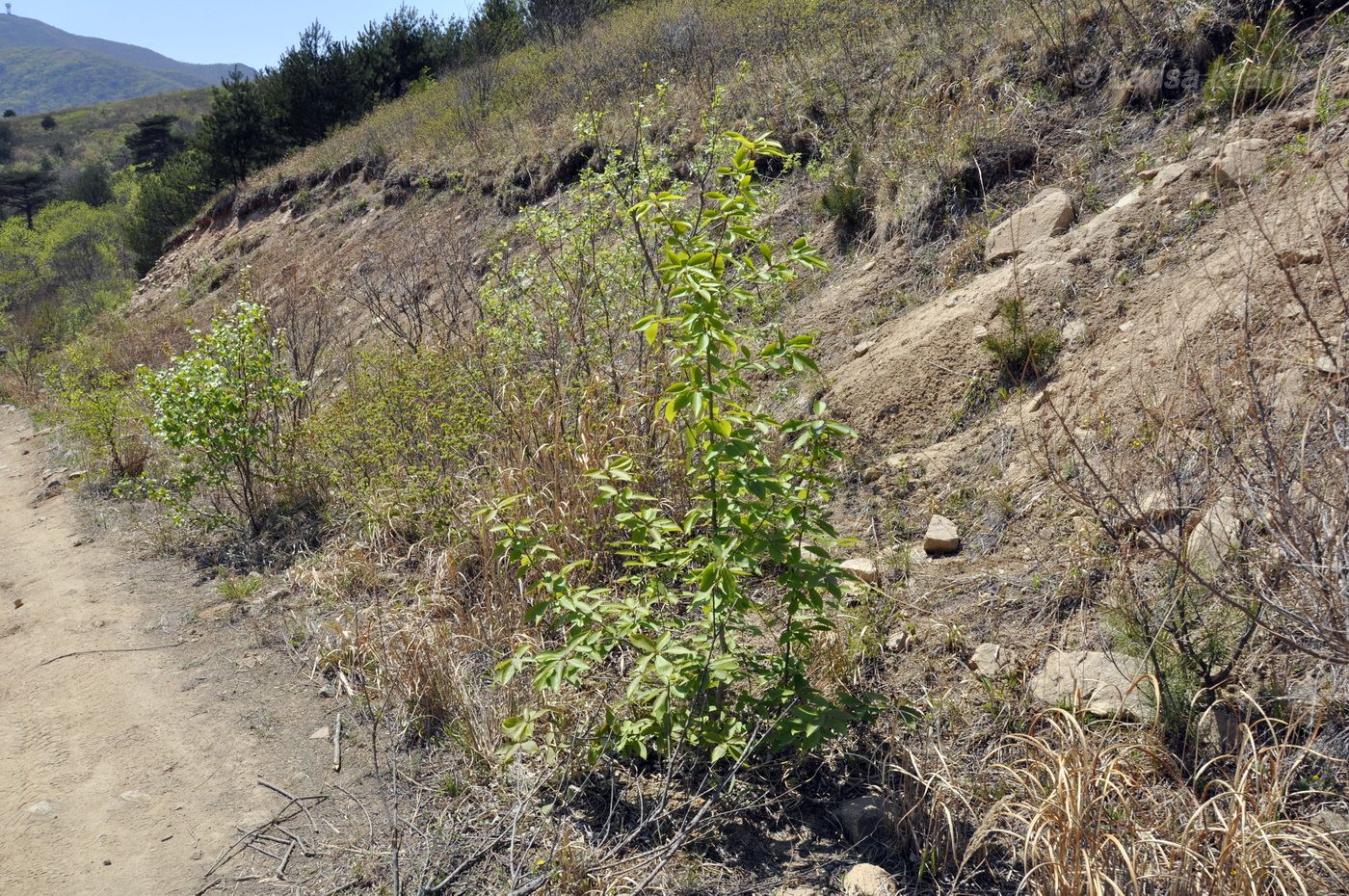 Image of genus Populus specimen.