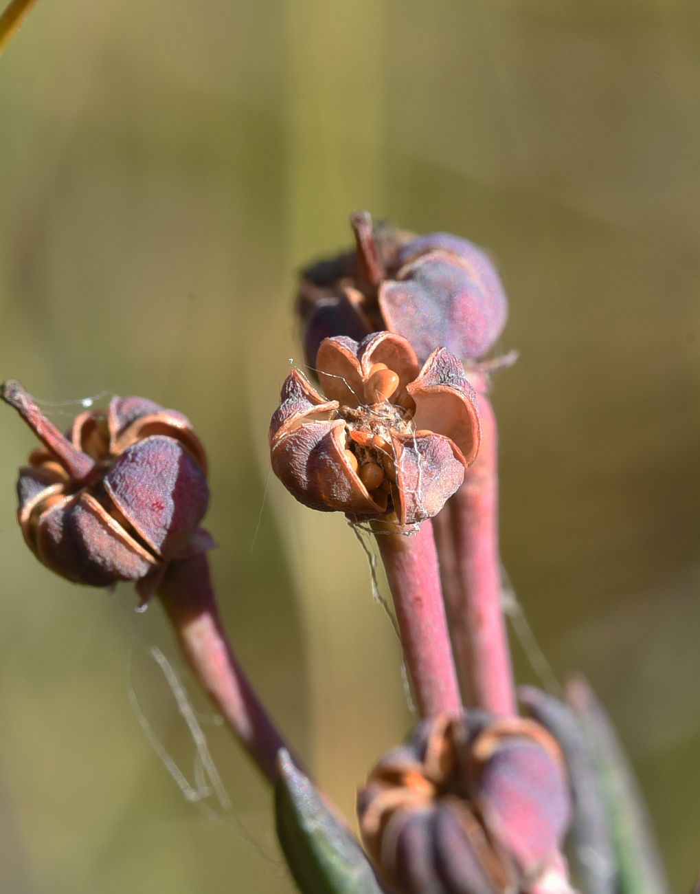 Изображение особи Andromeda polifolia.