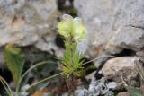 Aconitum anthora