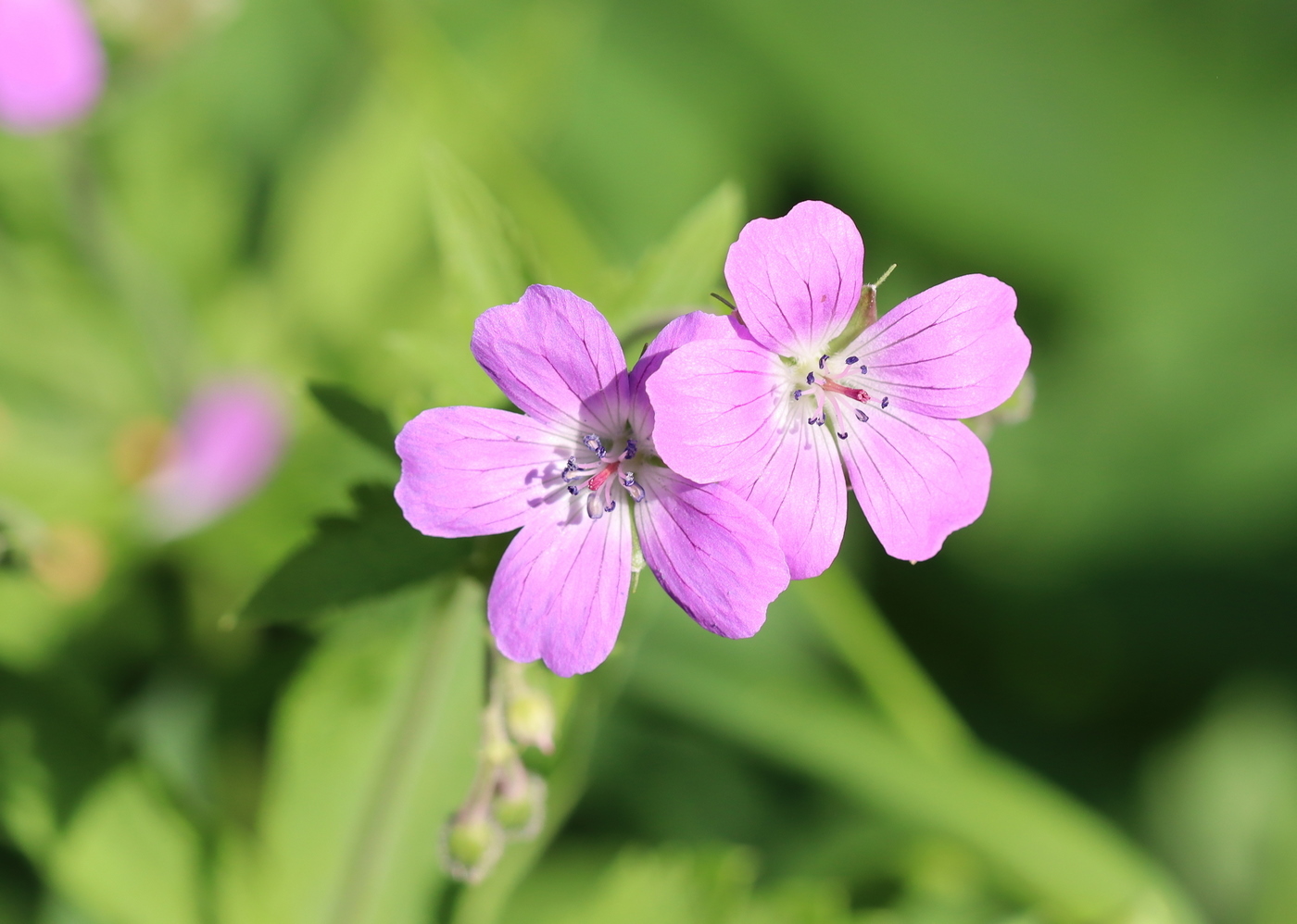 Изображение особи Geranium sylvaticum.