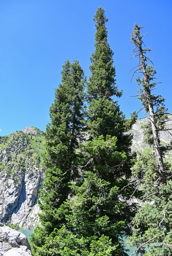 Image of Abies semenovii specimen.