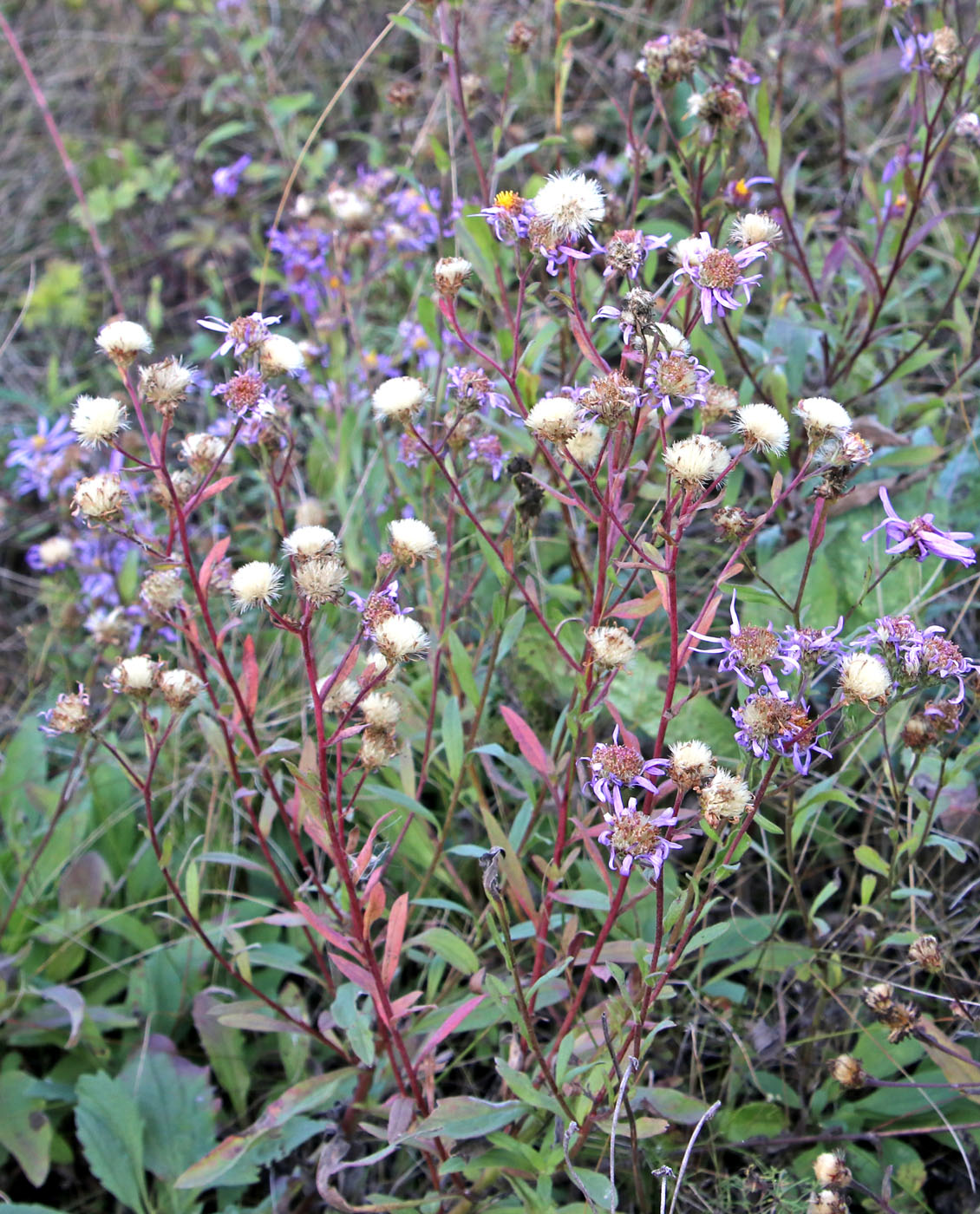 Image of Aster amellus specimen.