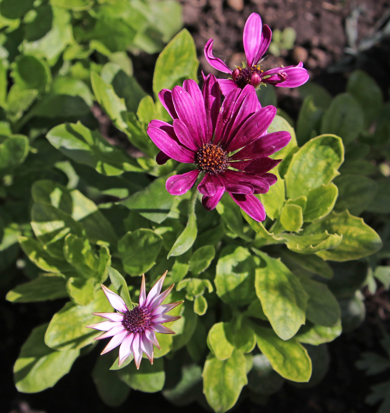 Изображение особи Dimorphotheca ecklonis.