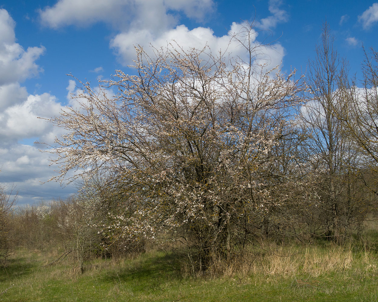 Image of Prunus cerasifera specimen.