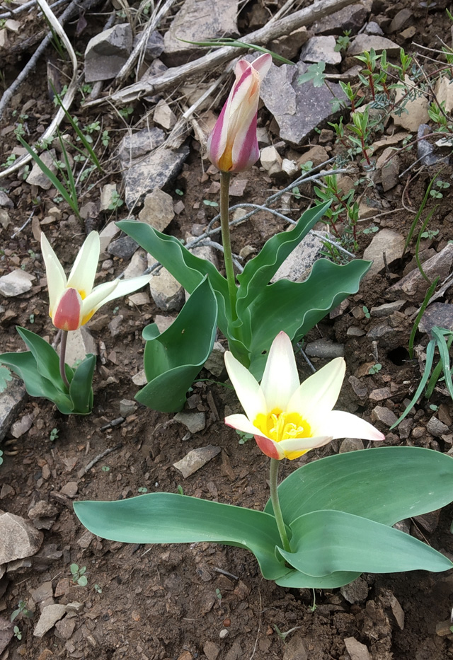 Image of Tulipa kaufmanniana specimen.