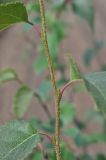 Betula &times; zabelii