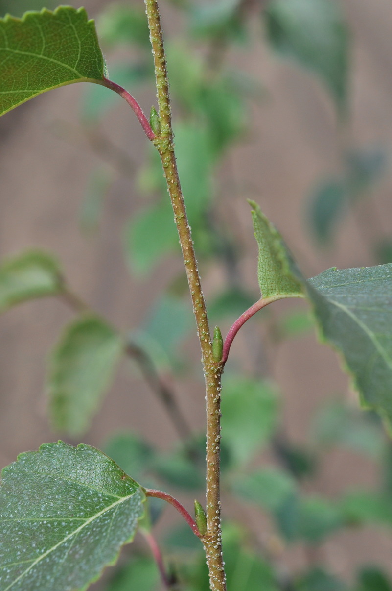 Image of Betula &times; zabelii specimen.