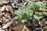 Adonis amurensis. Плодоносящее растение. Приморский край, Шкотовский р-н, пос. Подъяпольск, широколиственный лес на вершине небольшой сопки. 23.04.2023.