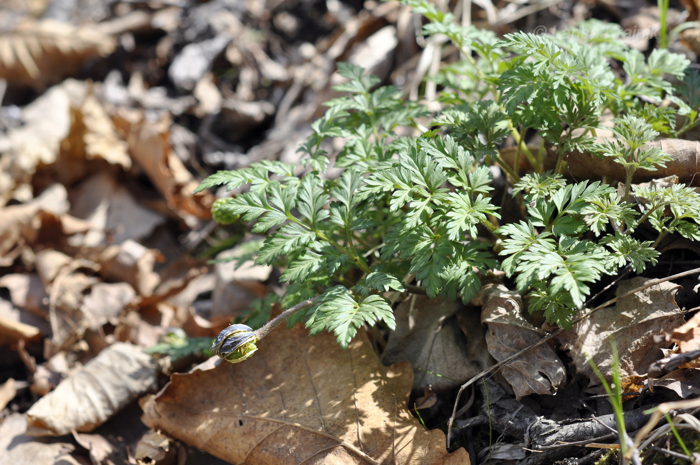 Image of Adonis amurensis specimen.