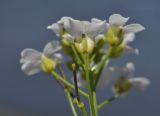 семейство Brassicaceae. Верхушка соцветия с цветком и завязью. Приморский край, г. Владивосток, о. Русский, бух. Ахлёстышева, прибрежная песчаная полоса. 23.05.2023.