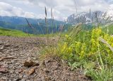 familia Poaceae. Цветущее растение. Адыгея, Кавказский биосферный заповедник, гора Гузерипль, ≈ 2150 м н.у.м., склон из ожелезнённого слабокарбонатного песчаника с обломками сидерита. 28.06.2023.