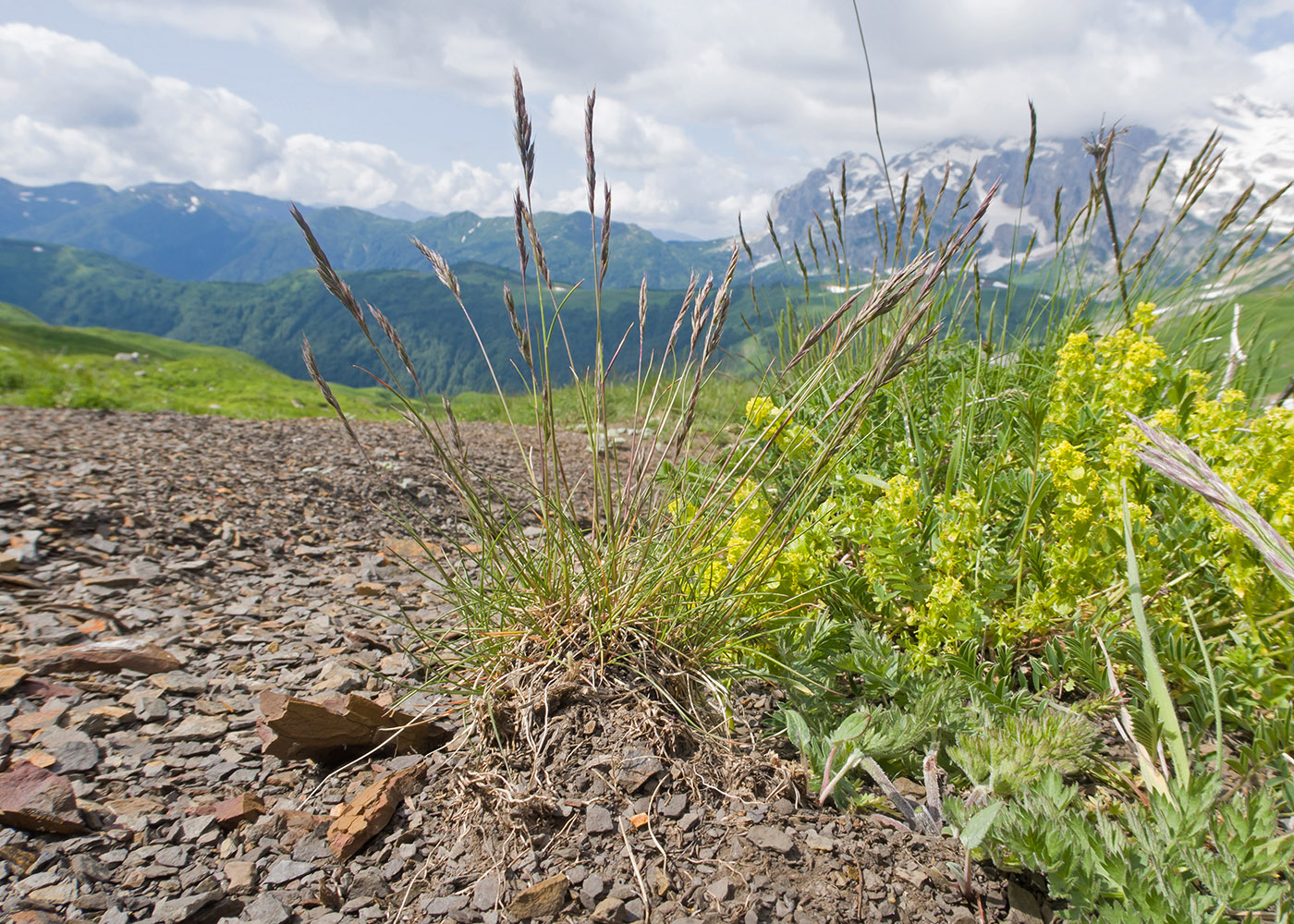 Изображение особи семейство Poaceae.