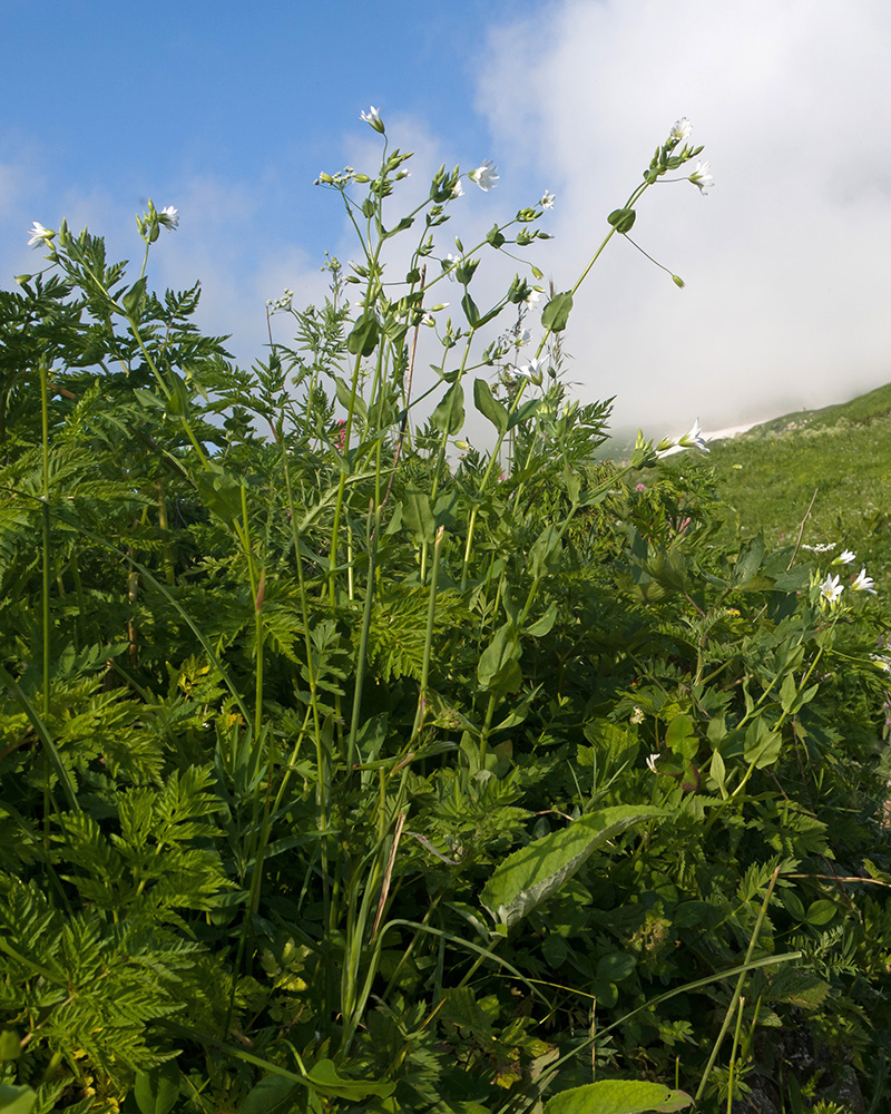 Image of Cerastium davuricum specimen.