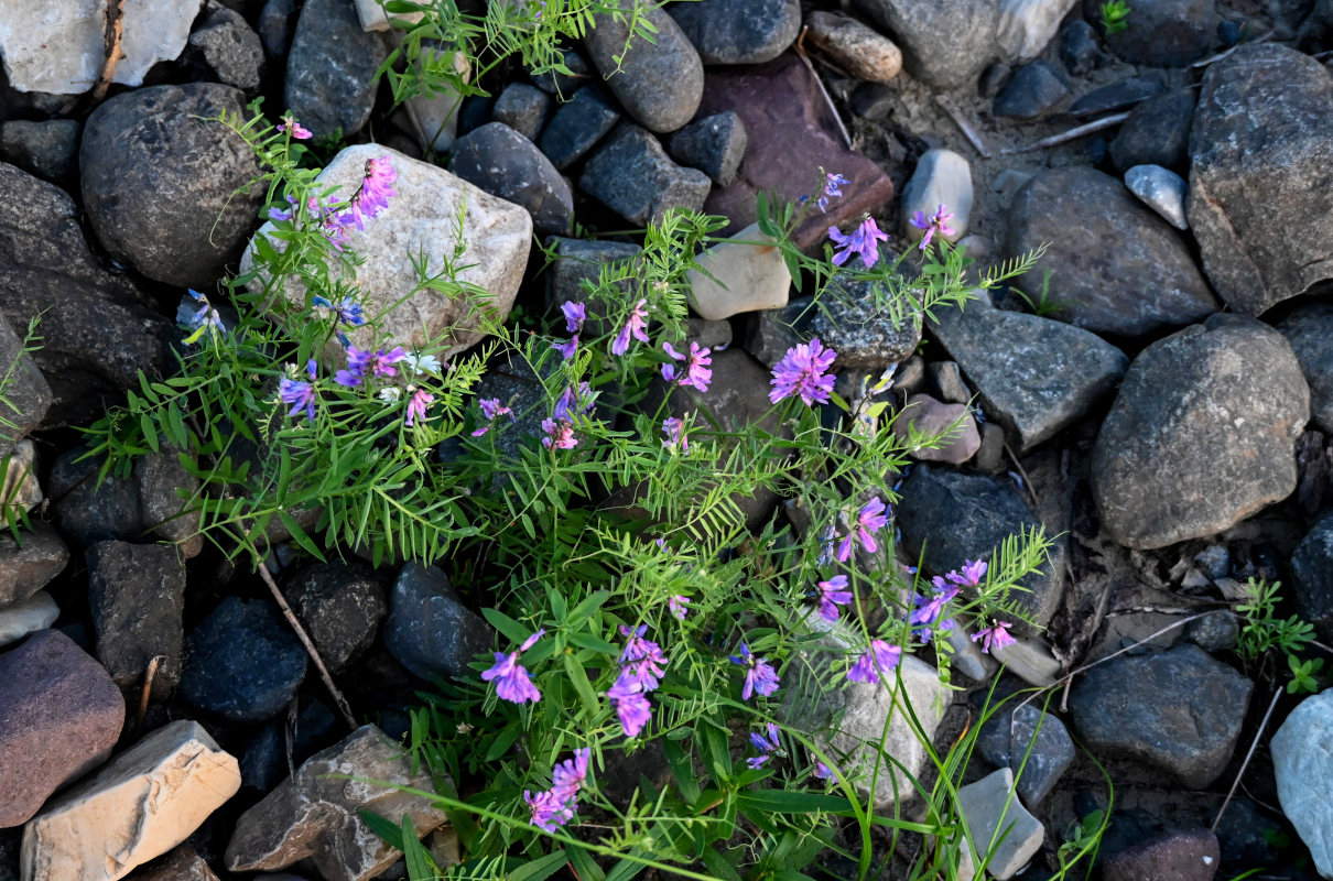 Изображение особи Vicia cracca.