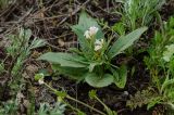 Valeriana tuberosa. Цветущее растение в сообществе с Artemisia. Челябинская обл., Кизильский р-н, окр. с. Богдановское, долина р. Урал, вершина прибрежного скальника, степь. 8 мая 2023 г.