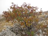 Sorbus roopiana. Плодоносящее дерево с листьями в осенней окраске. Горный Крым, Бабуган-Яйла. 3 октября 2010 г.