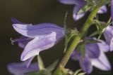 род Campanula