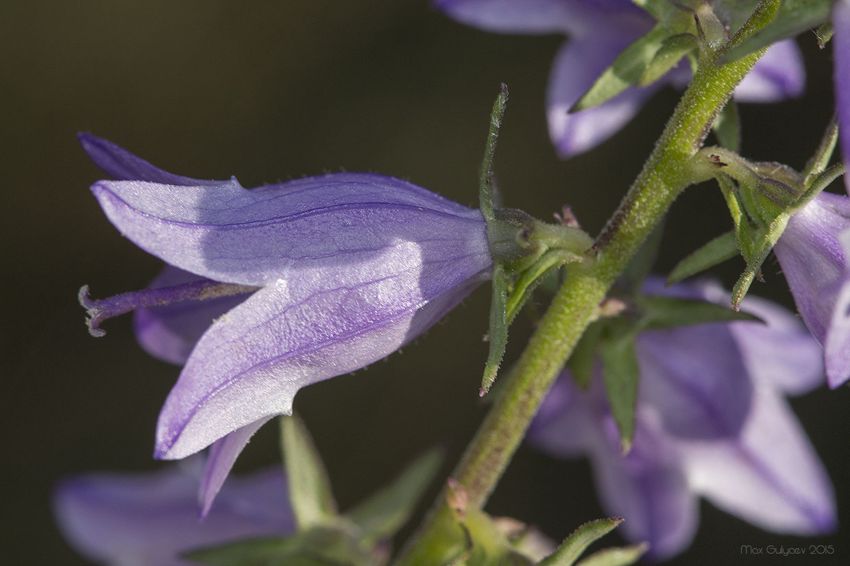 Image of genus Campanula specimen.