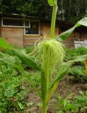 Zea mays