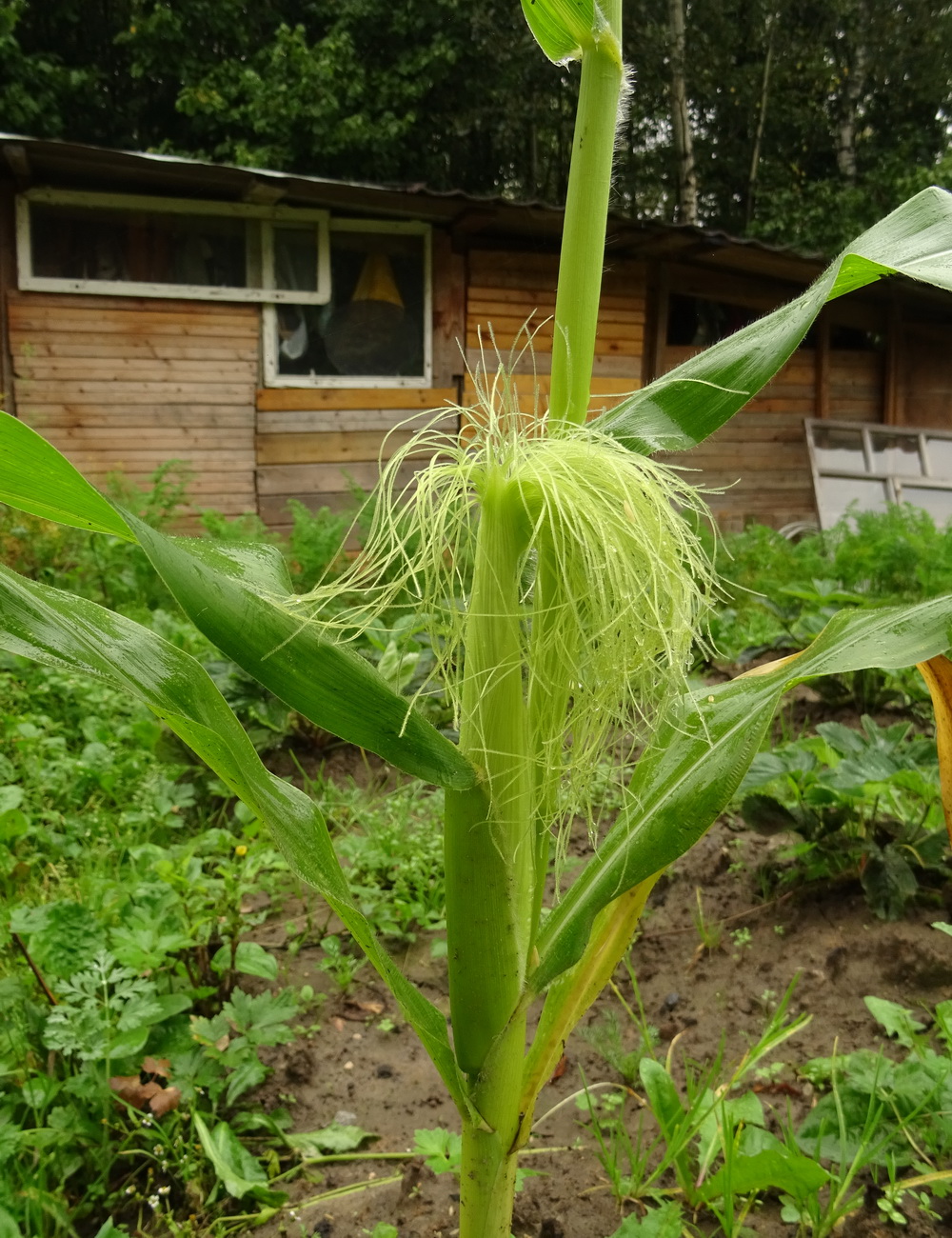 Image of Zea mays specimen.