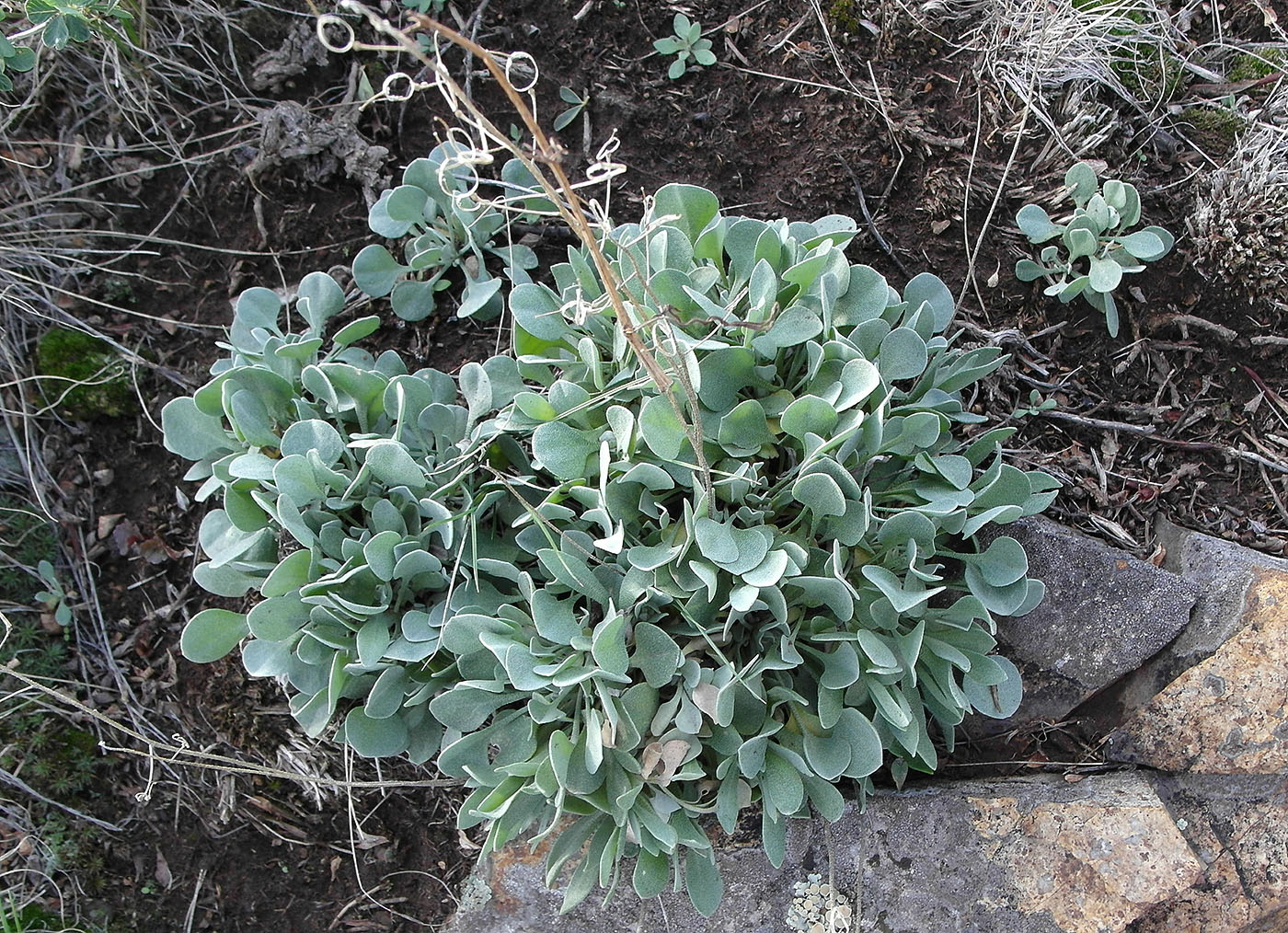 Image of Galitzkya spathulata specimen.