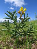 Thermopsis lanceolata. Цветущее растение в степи. Хакасия, Ширинский р-н, окр. с. Ефремкино. 01.07.2023.