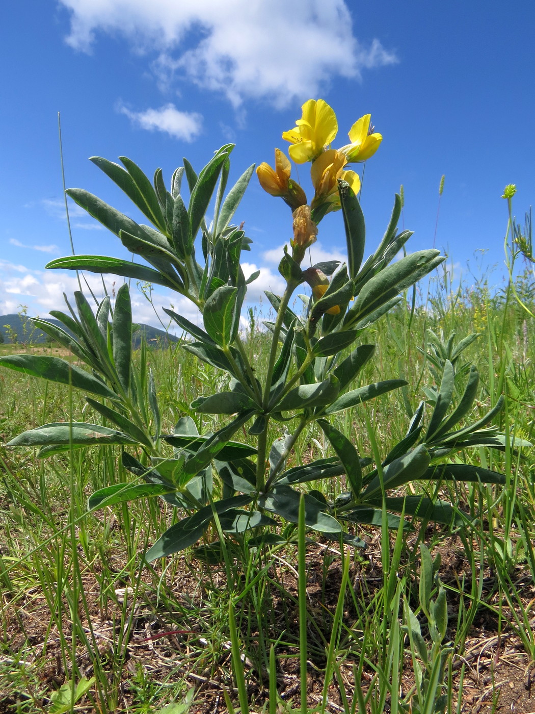 Image of Thermopsis lanceolata specimen.