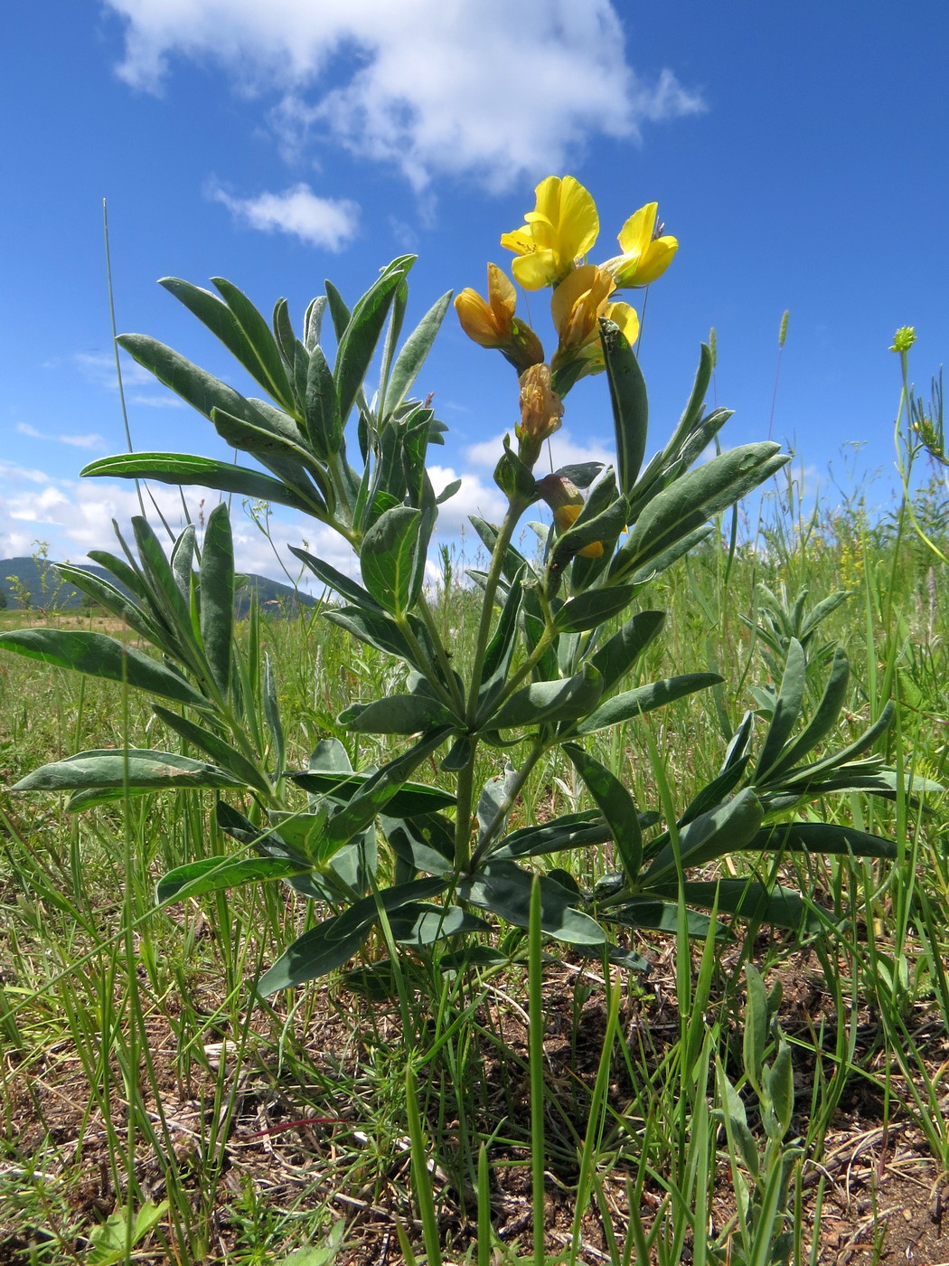 Изображение особи Thermopsis lanceolata.