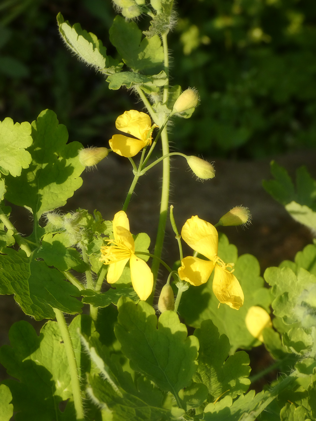 Изображение особи Chelidonium majus.