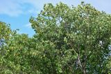 Betula platyphylla