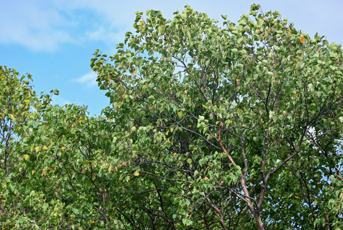 Изображение особи Betula platyphylla.