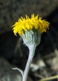 Erigeron cabulicus