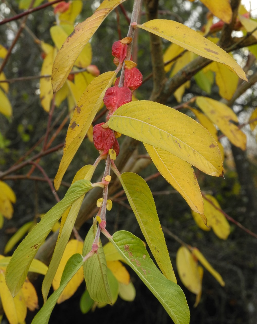 Image of Salix gracilistyla specimen.