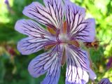 Geranium renardii