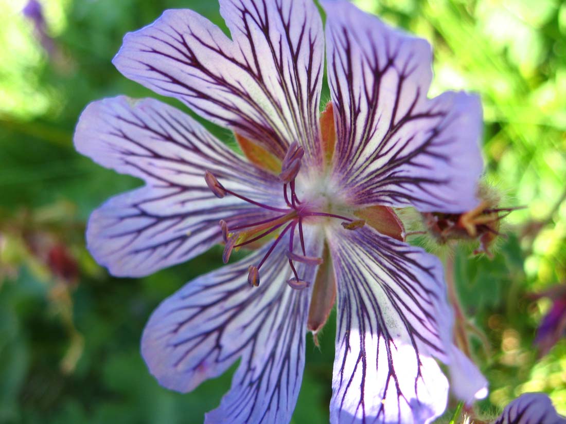 Image of Geranium renardii specimen.