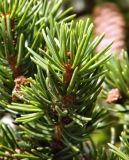 Picea abies