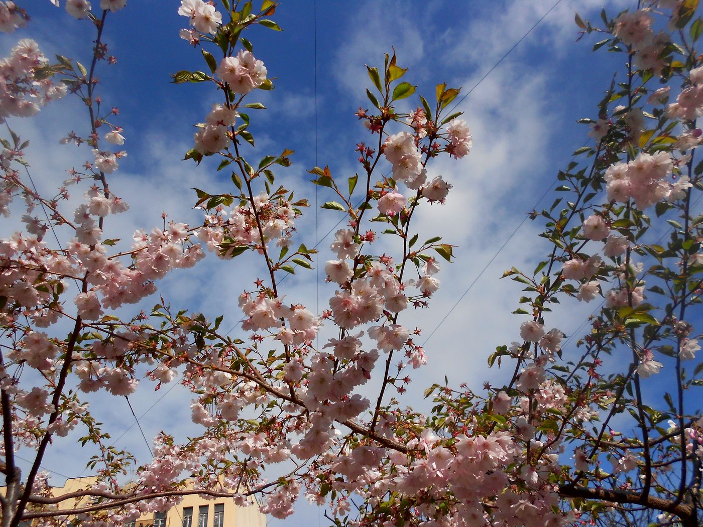 Изображение особи Prunus serrulata.