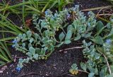 Mertensia maritima. Цветущее и плодоносящее растение в сообществе с Carex. Курильские о-ва, о-в Итуруп, окр. г. Курильск, песчаный пляж. 22.08.2023.