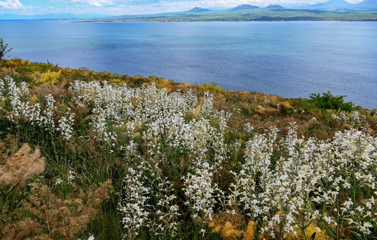 Изображение особи Silene viscosa.