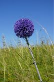 Echinops ruthenicus