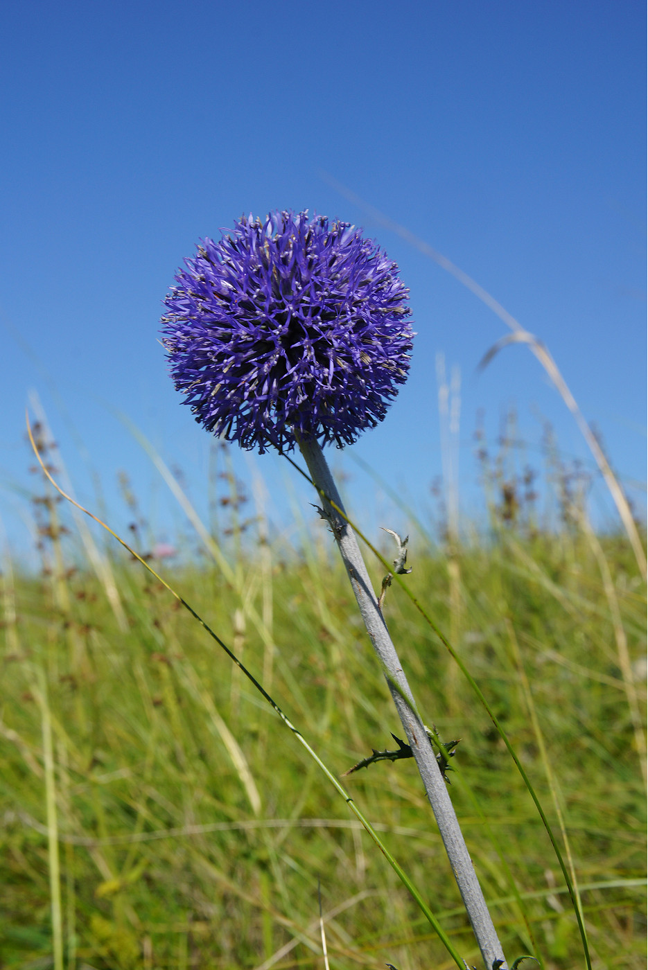 Image of Echinops biebersteinii specimen.