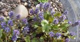 View full-size image Synthyris laciniata