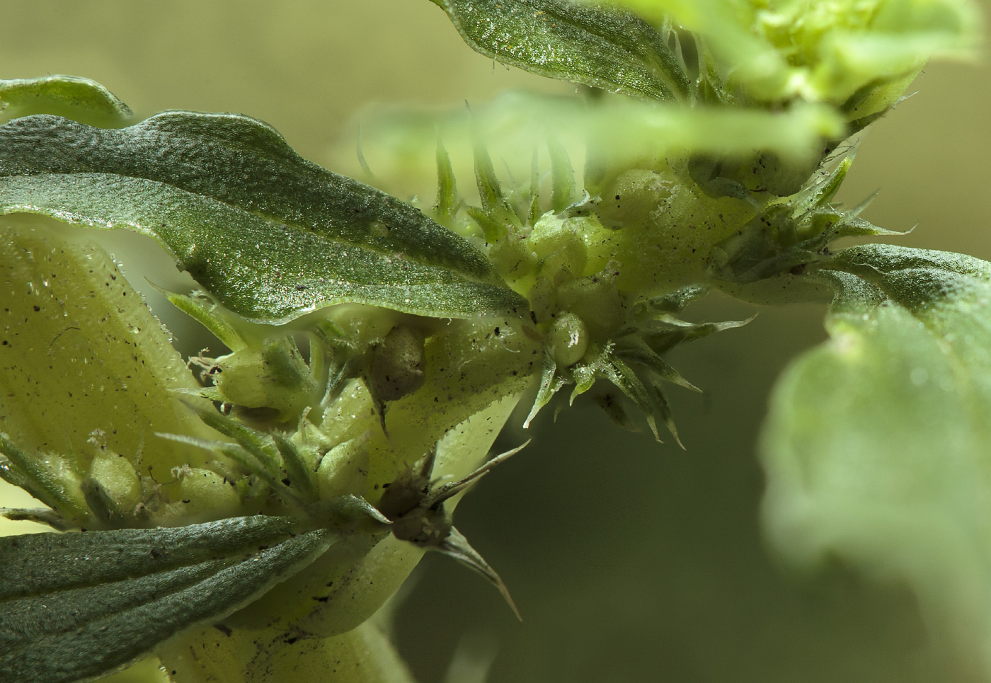 Image of Amaranthus albus specimen.