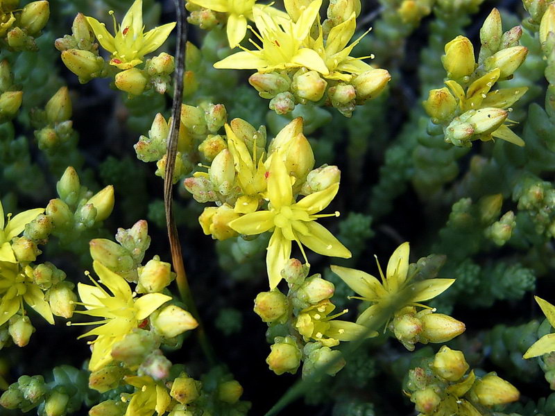 Image of Sedum acre specimen.