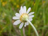 Anthemis ruthenica. Верхушка побега с соцветием (вид со стороны обёртки). Краснодарский край, Темрюкский р-н, гора Дубовый Рынок, сухой глинистый склон. 13.05.2017.