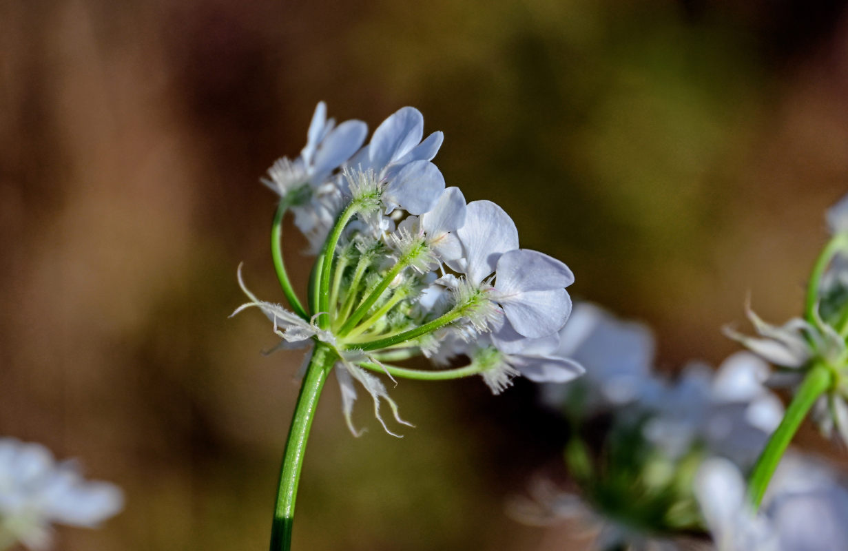 Изображение особи Astrodaucus orientalis.