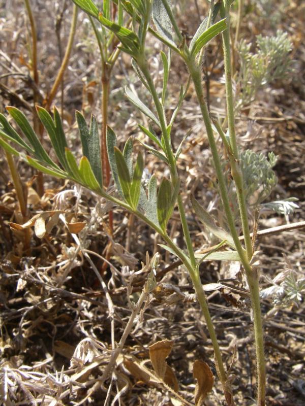 Image of Potentilla bifurca specimen.