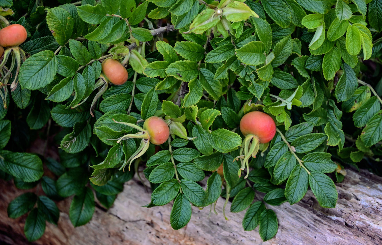 Image of Rosa rugosa specimen.