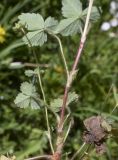 Potentilla sterilis. Нижняя часть побега. Испания, автономное сообщество Каталония, провинция Жирона, комарка Ла Гарроча, муниципалитет Сан-Фелиу-де-Пальеролс, 1050 м н.у.м., опушка буково-берёзового леса, разнотравное сообщество на уступе скалы. 19.04.2024.