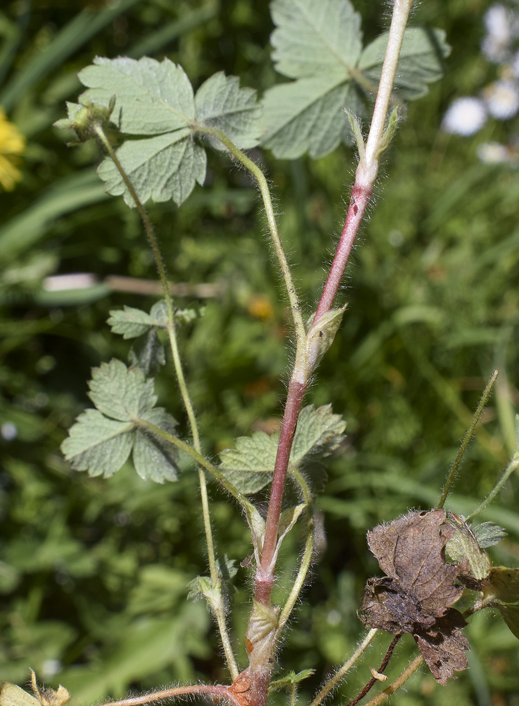 Изображение особи Potentilla sterilis.